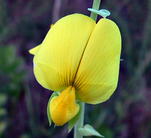 {Crotalaria spectabilis}